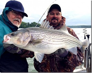 Percy Priest Lake - Nashville TN Striper Fishing with Billy Flatt